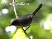 Canarische kleine zwartkop [Sylvia melanocephala leucogastra]